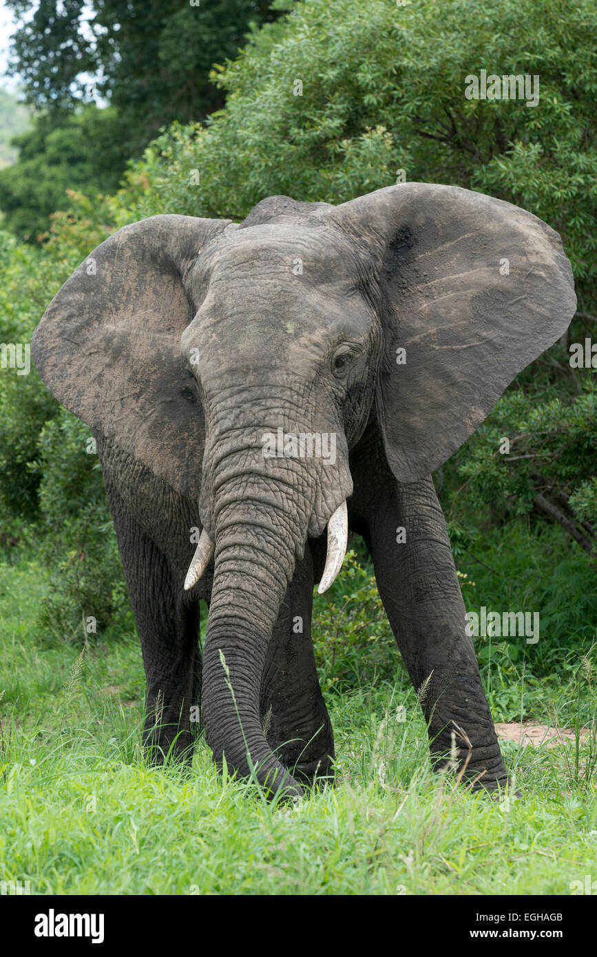 Elefante africano (Loxodonta africana) alimentazione su gras, Kruger National Park, Sud Africa Foto Stock