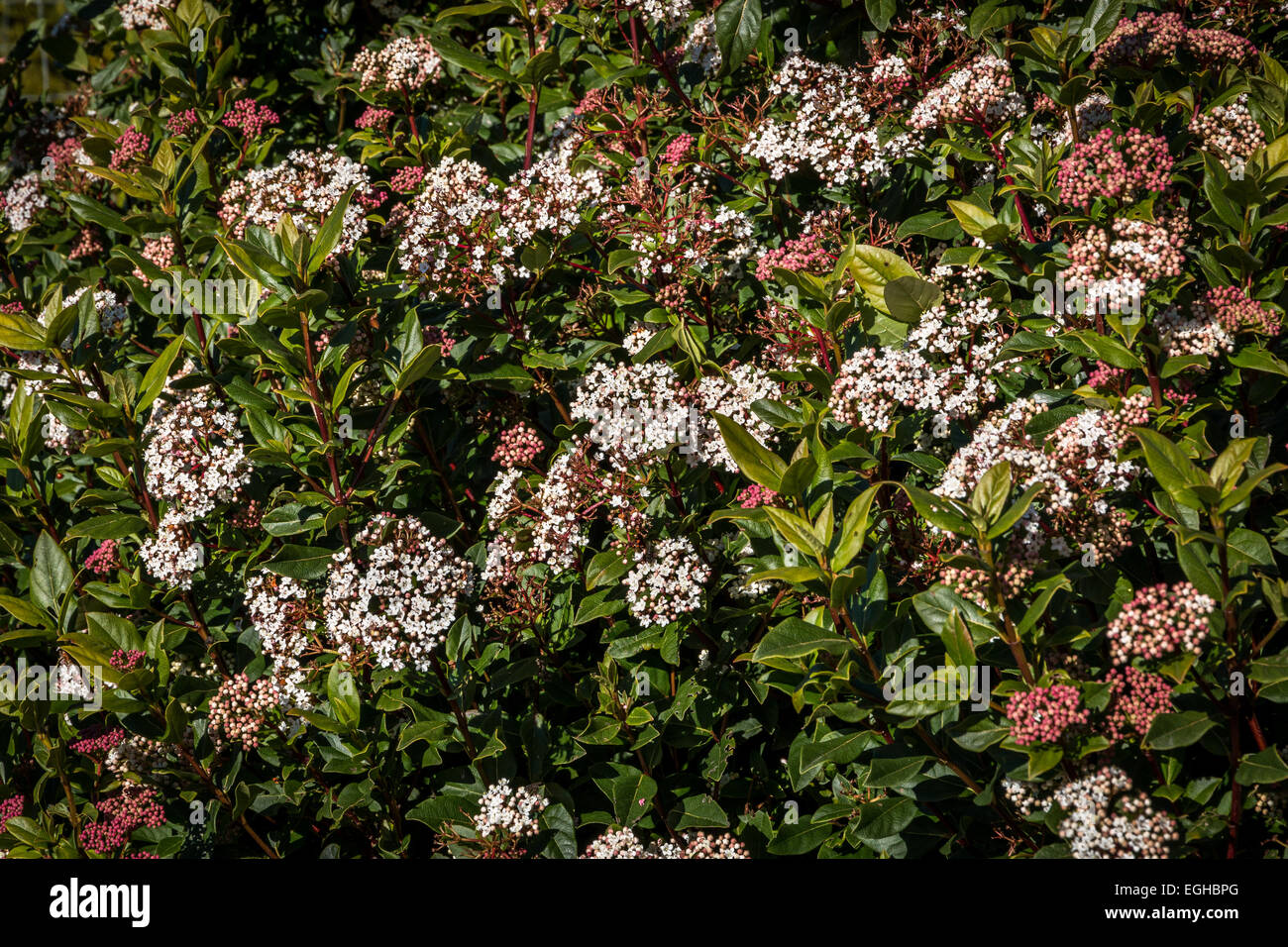 Popolari arbusto a fioritura Vibernum Tinus ' primavera bouquet ' in piena fioritura. Foto Stock