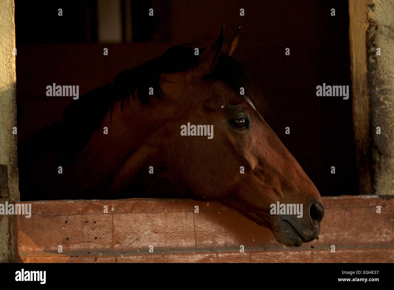 A cavallo Floreal in Mauritius, usato per concorrenza durante le corse di cavalli stagione Foto Stock