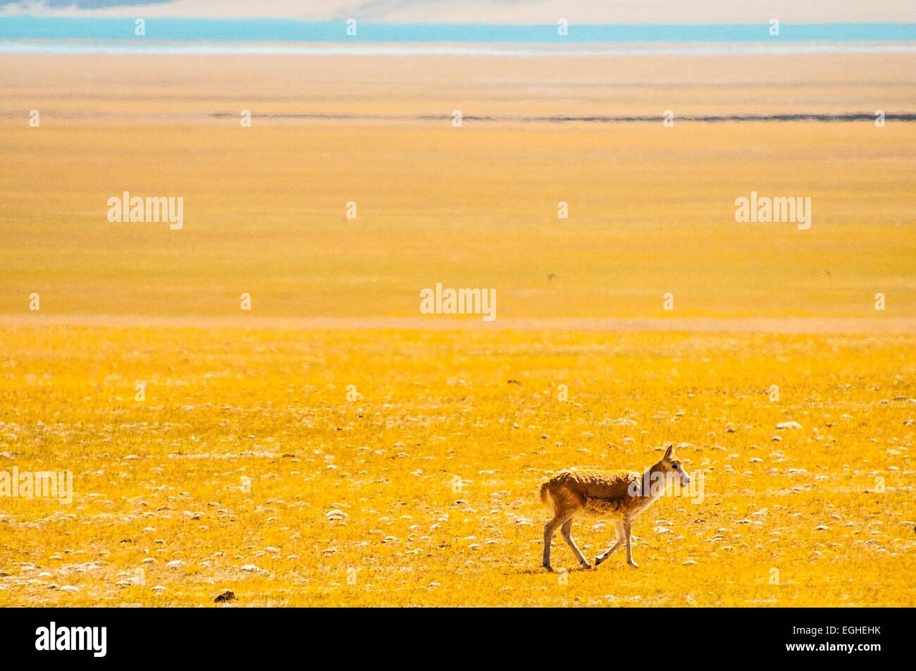 Goa è un quasi minacciati specie di antilope. Foto Stock
