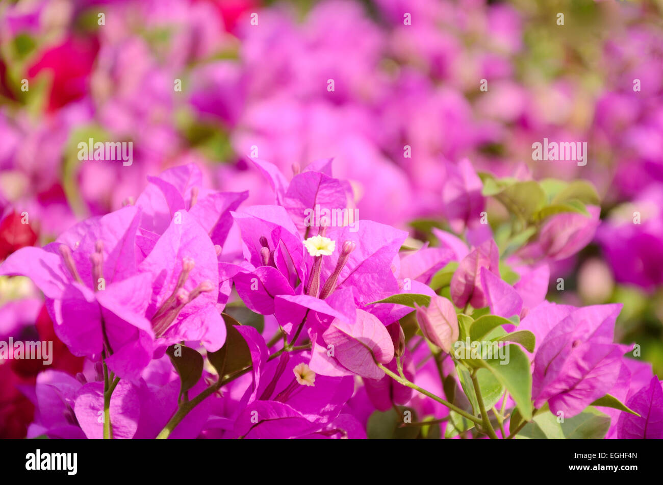 Close-up di bouganville in fiore in Thailandia Foto Stock