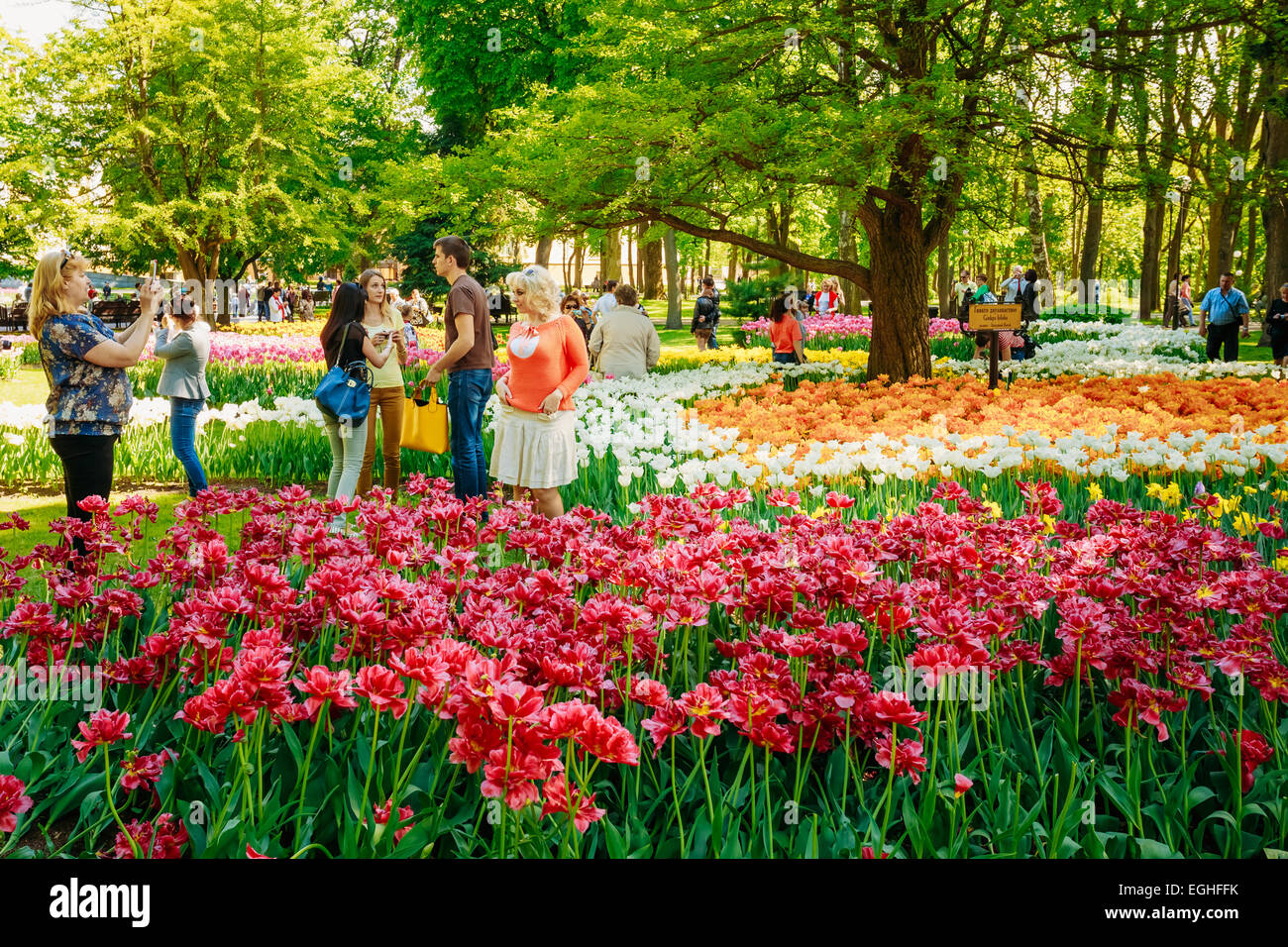 GOMEL, Bielorussia - 9 Maggio 2014: le persone non identificate sono fotografati su uno sfondo di fiori di primavera nel parco della città. Foto Stock