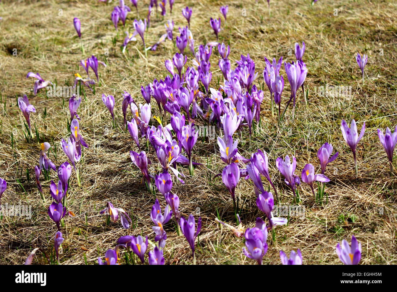Fiori di montagna - crocus sativus in un bellissimo prato Foto Stock