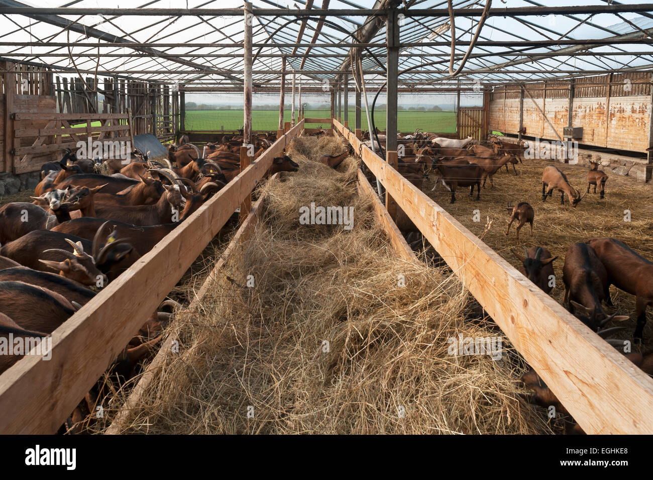 Fieno nell'alimentatore di una penna di capra, azienda agricola biologica, Othenstorf, Meclemburgo-Pomerania, Germania Foto Stock