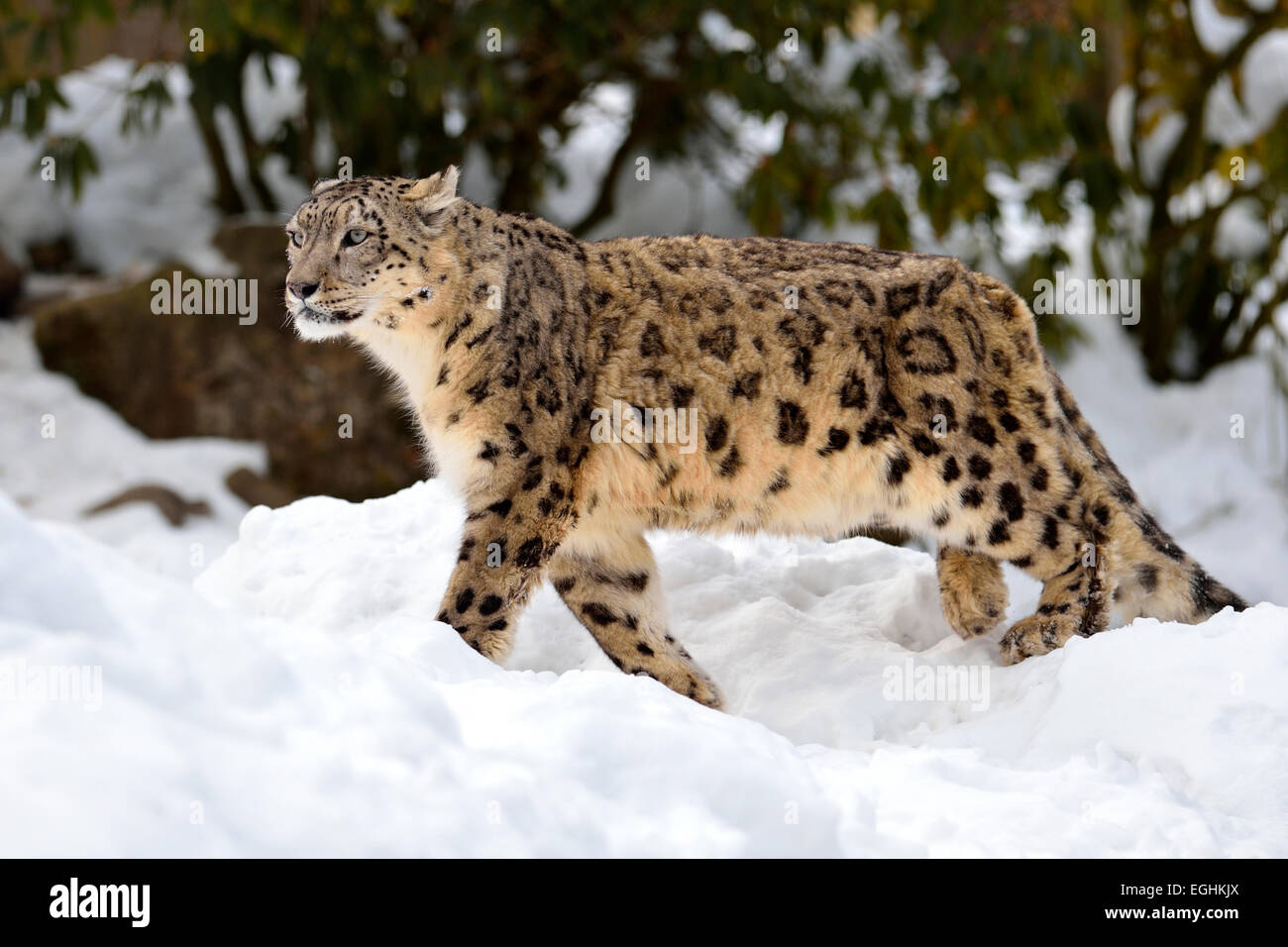 Snow Leopard (Panthera uncia), maschio nella neve, captive, Svizzera Foto Stock
