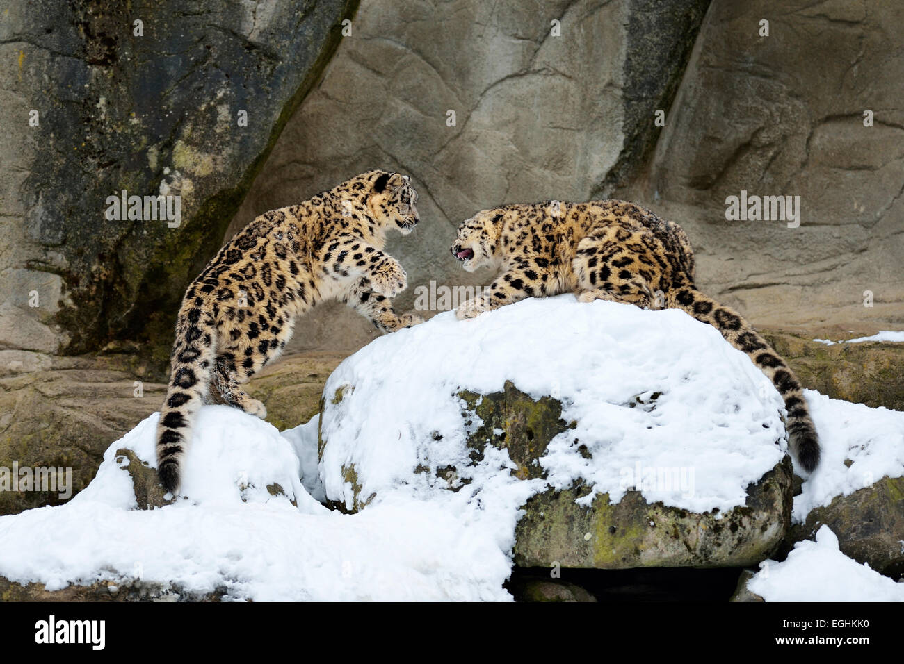 Giovane leopardi delle nevi (Panthera uncia) giocando, captive, Svizzera Foto Stock