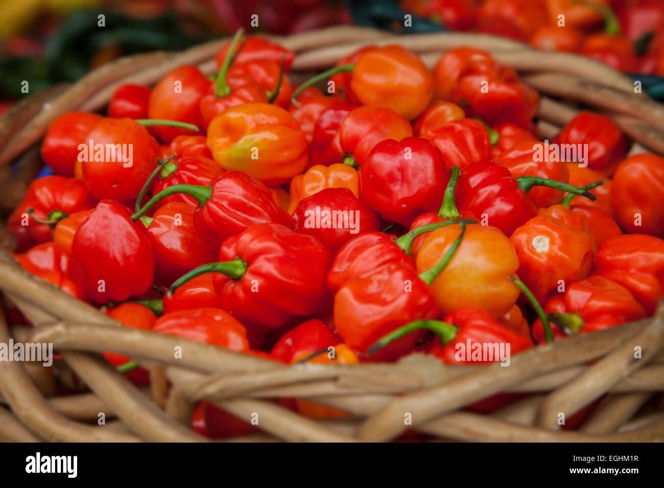 Cesto pieno di belle cresciute peperoncino habanero Foto Stock