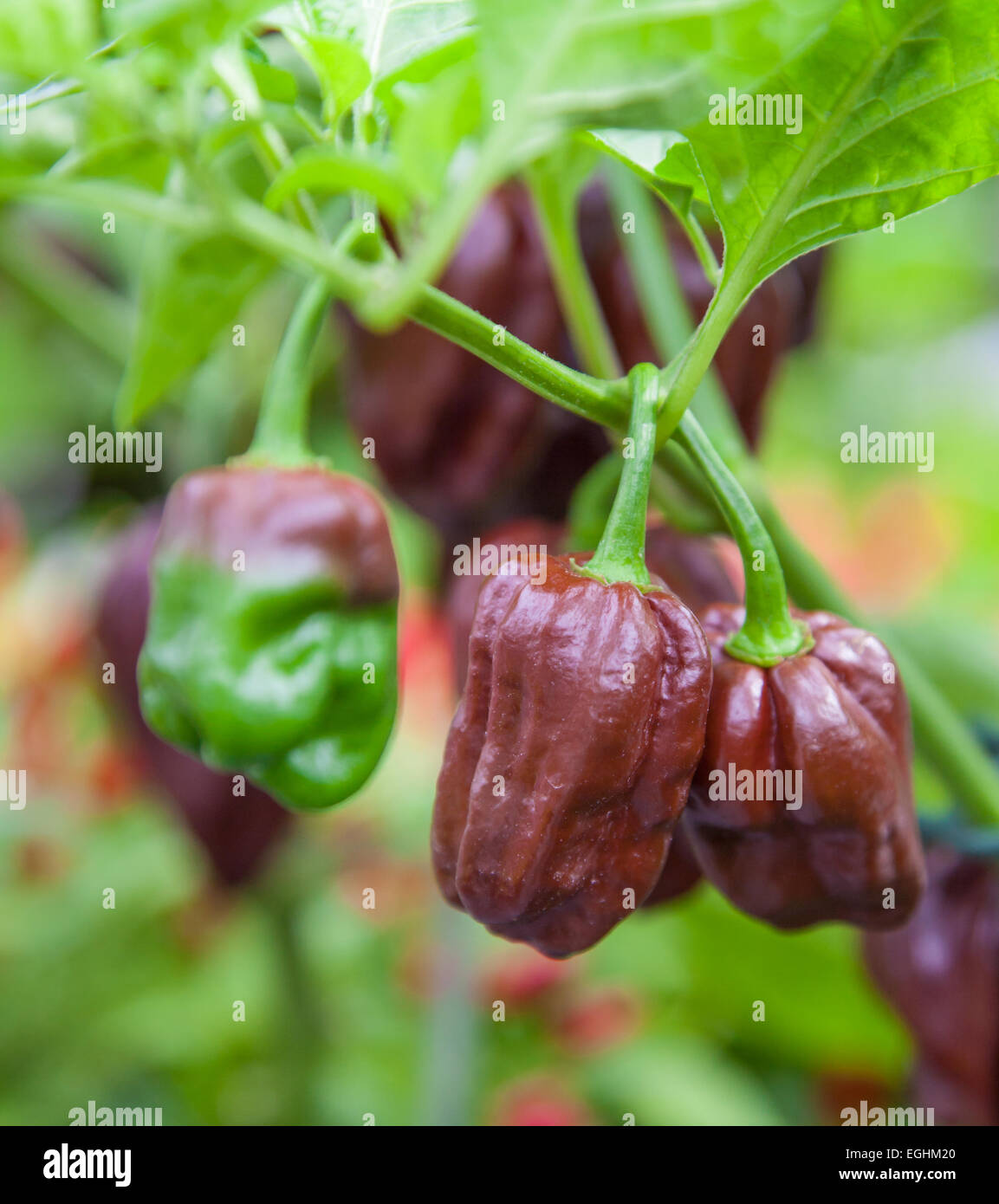 Fine cioccolato cresciuto habanero impianto Foto Stock