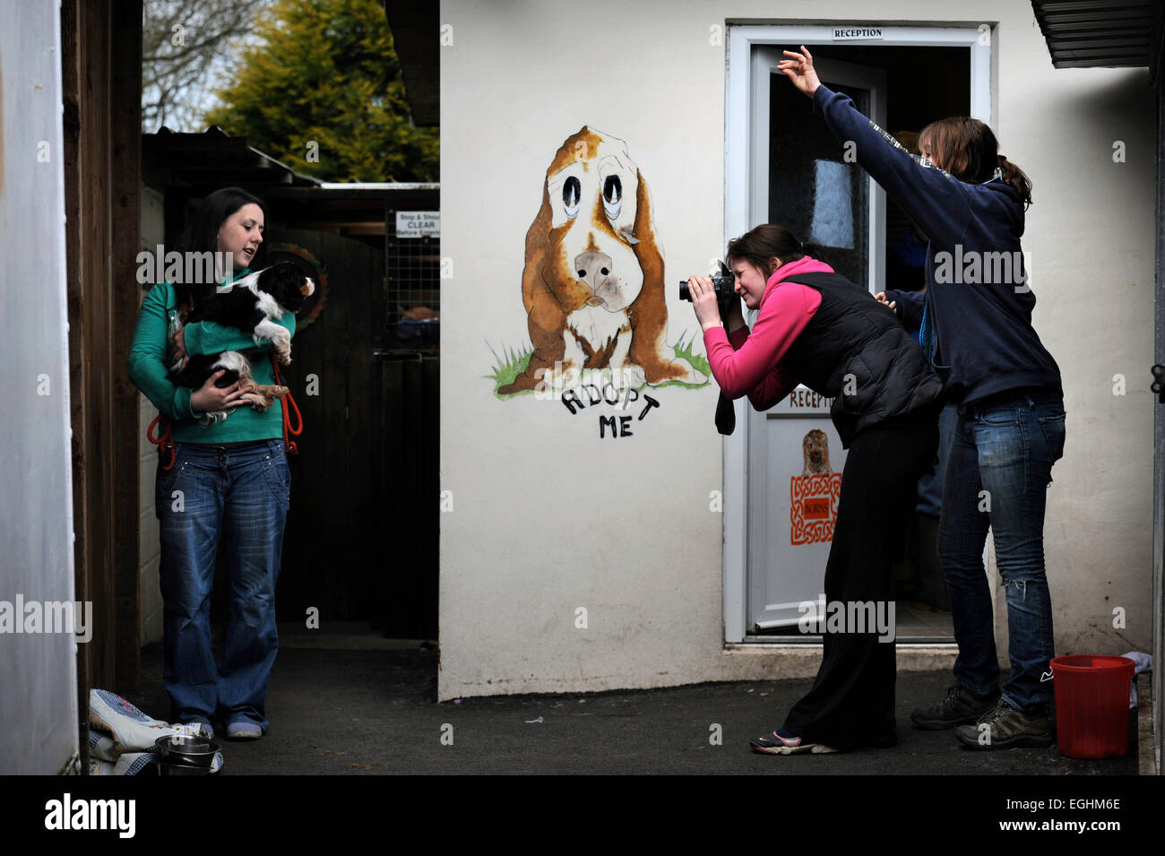 Un cane liberato nuovo arrivo è fotografato a molte lacrime Animal Rescue Center vicino a Llanelli, S. Wales UK Foto Stock