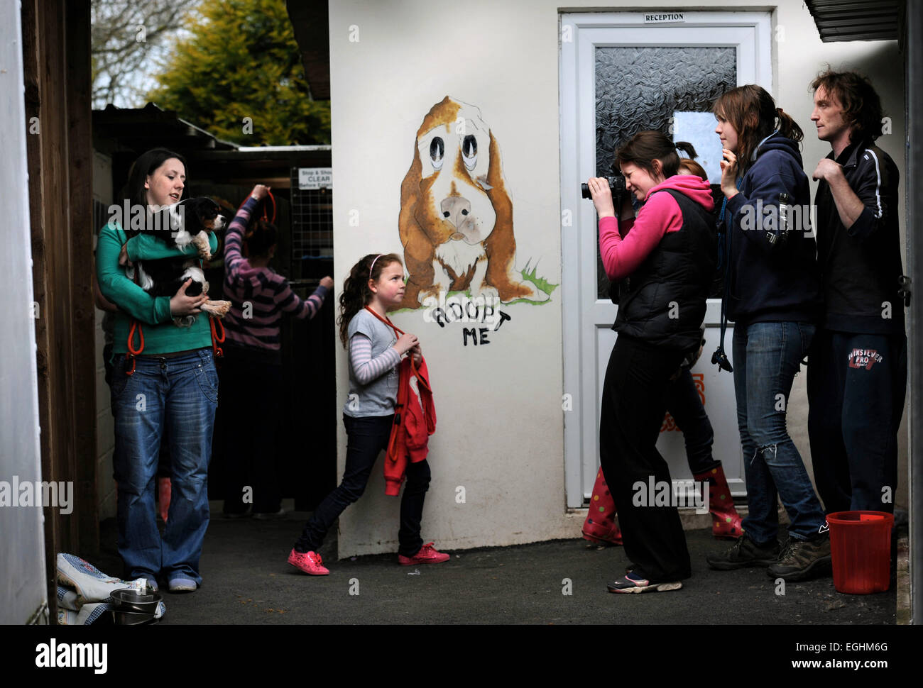 Un cane liberato nuovo arrivo è fotografato a molte lacrime Animal Rescue Center vicino a Llanelli, S. Wales UK Foto Stock