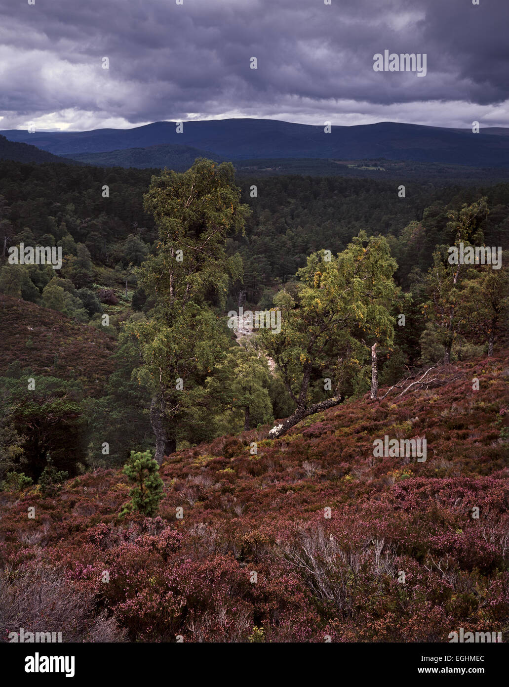 Foresta Rothiemurchus visto dall'entrata del Lairig Ghru in Cairngorm monti Grampian Regione, Scozia Foto Stock