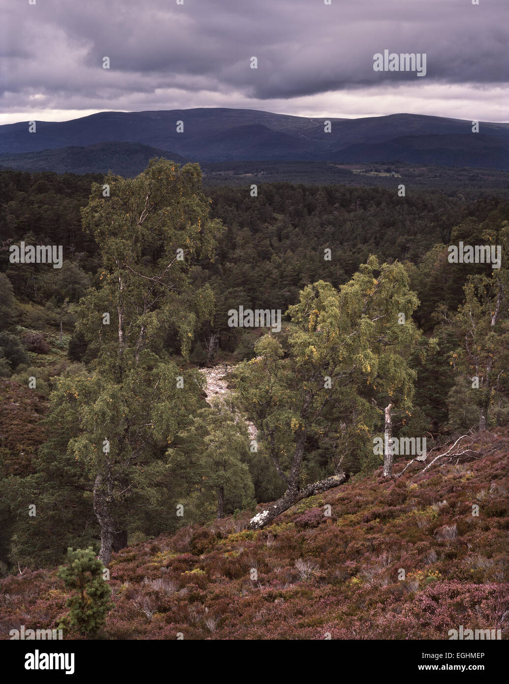 Foresta Rothiemurchus visto dall'entrata del Lairig Ghru in Cairngorm monti Grampian Regione, Scozia Foto Stock