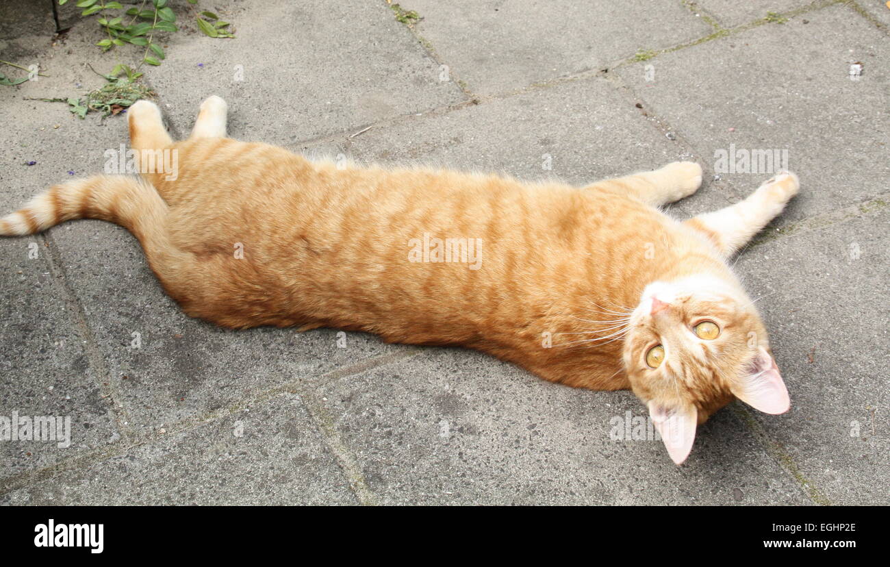 Gatto rosso guarda il fotografo Foto Stock