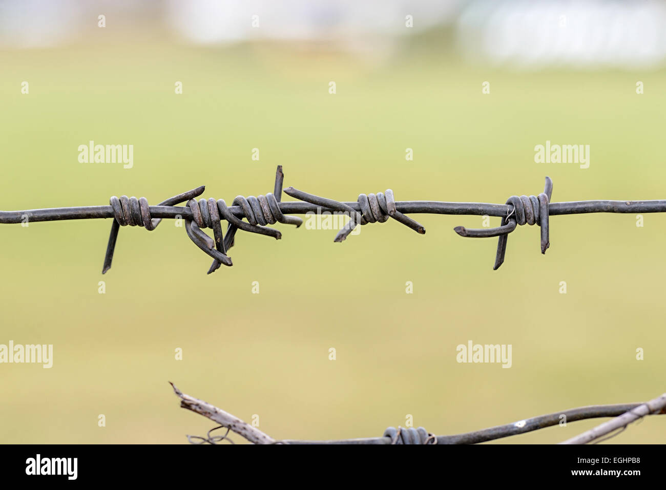 Dettaglio del ferro da stiro filo spinato utilizzato come un recinto per chiudere un campo di erba verde Foto Stock