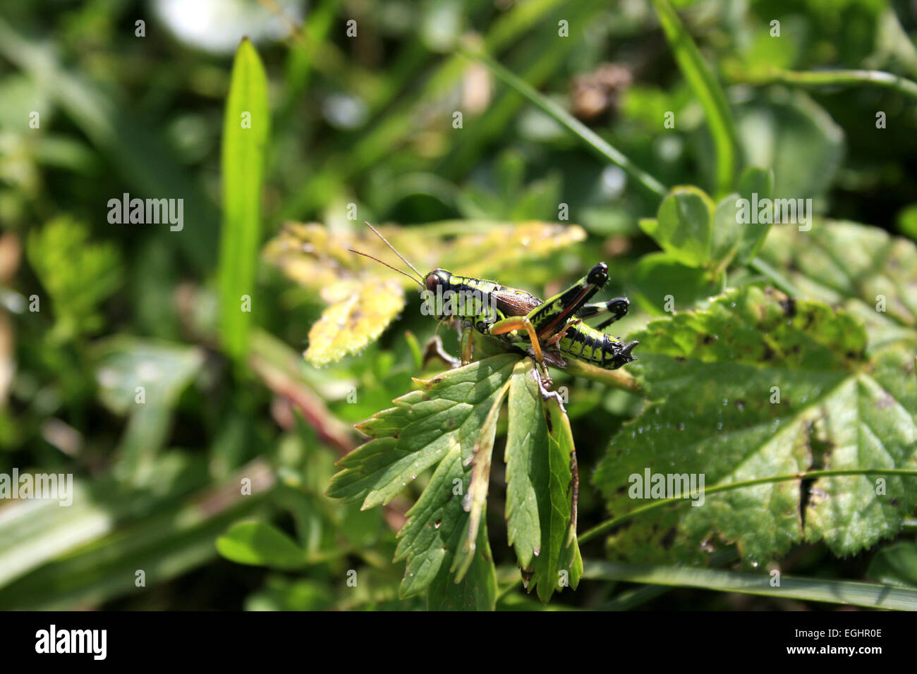 Mimetizzati grasshopper nelle alpi Foto Stock