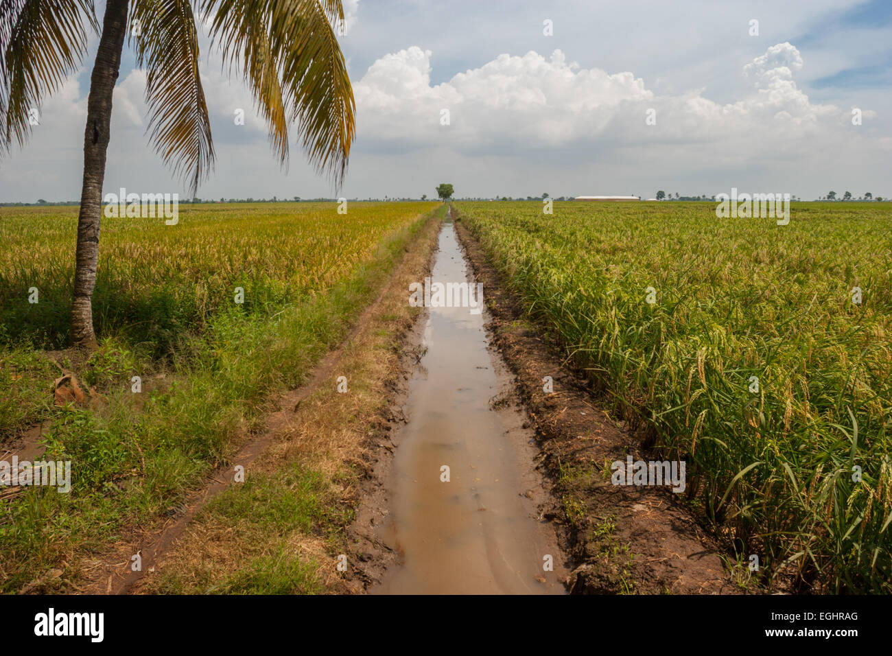 Canale di irrigazione attraverso un vasto campo di riso in Karawang regency, West Java, Indonesia. Foto Stock
