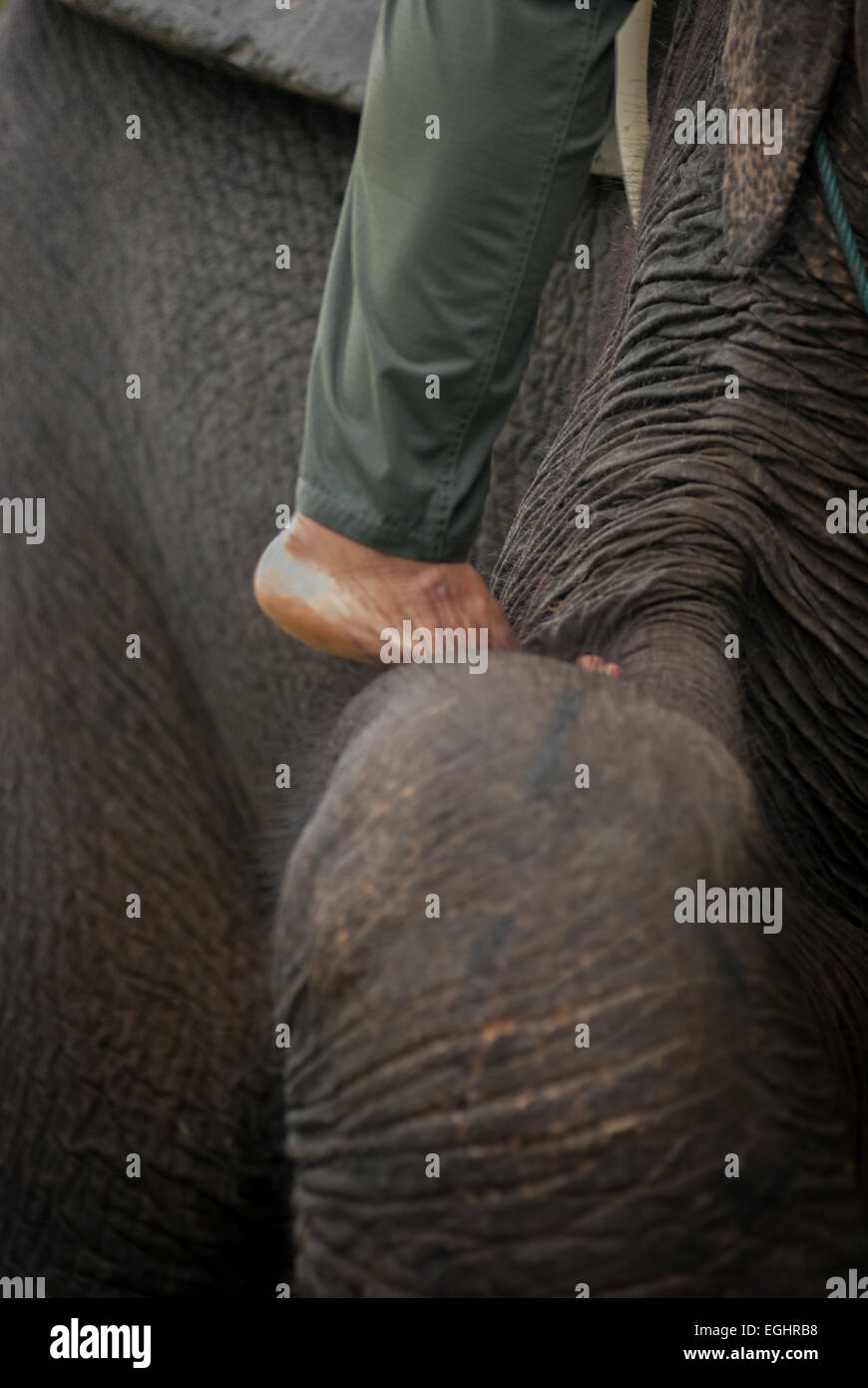 Un mahout (animale handler) si arrampica su di Sumatra piede di elefante. Foto Stock