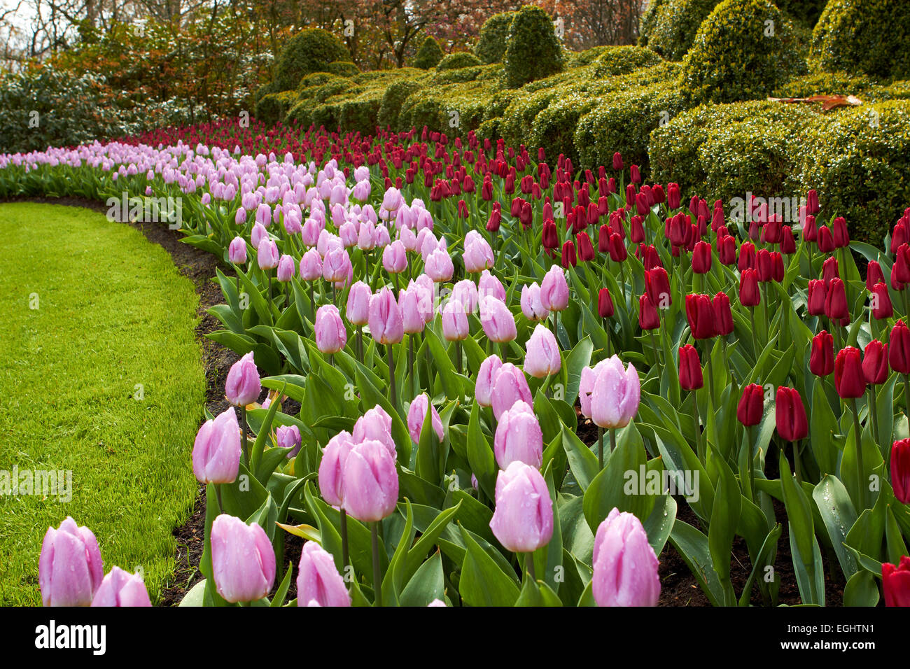 Onde parco naturale delle forme d'onda del rosso e del rosa tulipani Giardini Keukenhof Foto Stock