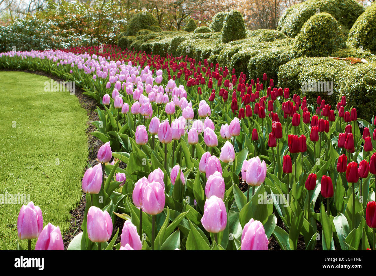 Parco naturale onde fiore del rosso e del rosa tulipani Giardini Keukenhof Foto Stock