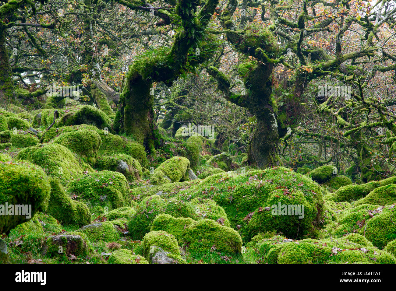 Legno Wistmans parco nazionale di Dartmoor Devon UK Foto Stock