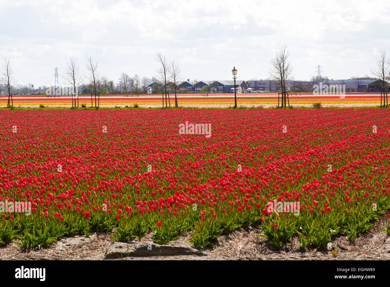 Onde di rosso i campi di tulipani vicino a Keukenhof Flower Garden, Paesi Bassi Foto Stock