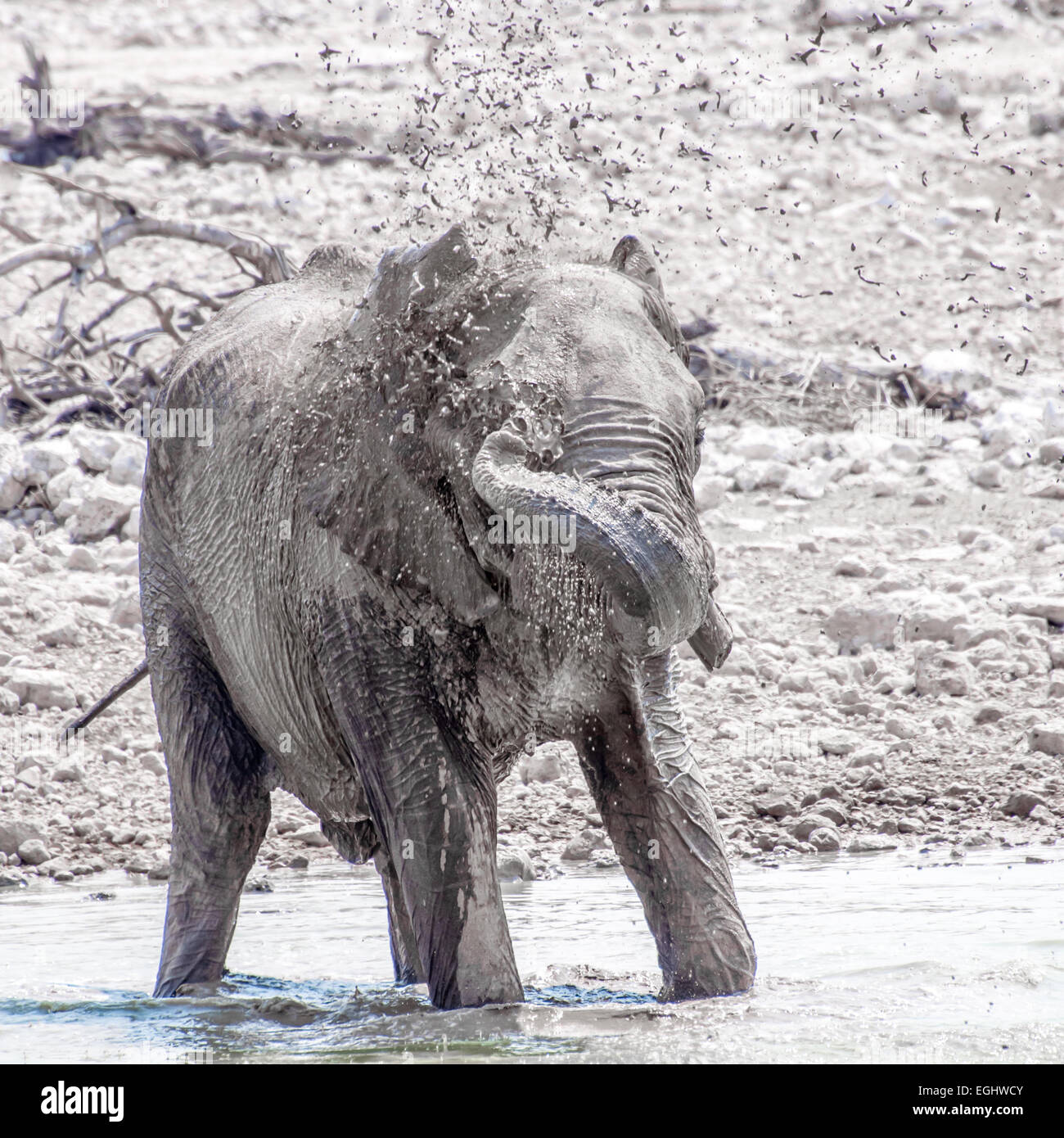 Un elefante gioca nell'acqua in corrispondenza di un foro di bere. Foto Stock