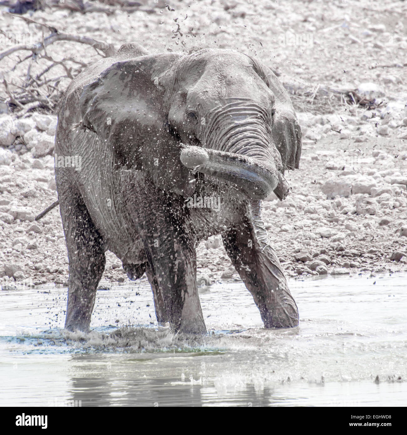 Un elefante gioca nell'acqua in corrispondenza di un foro di bere. Foto Stock