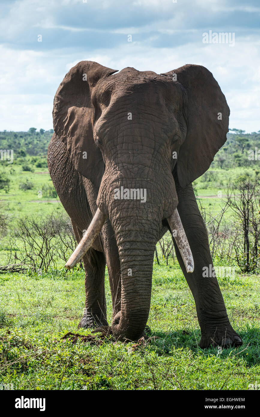 Elefante africano (Loxodonta africana) alimentazione su gras, Kruger National Park, Sud Africa Foto Stock