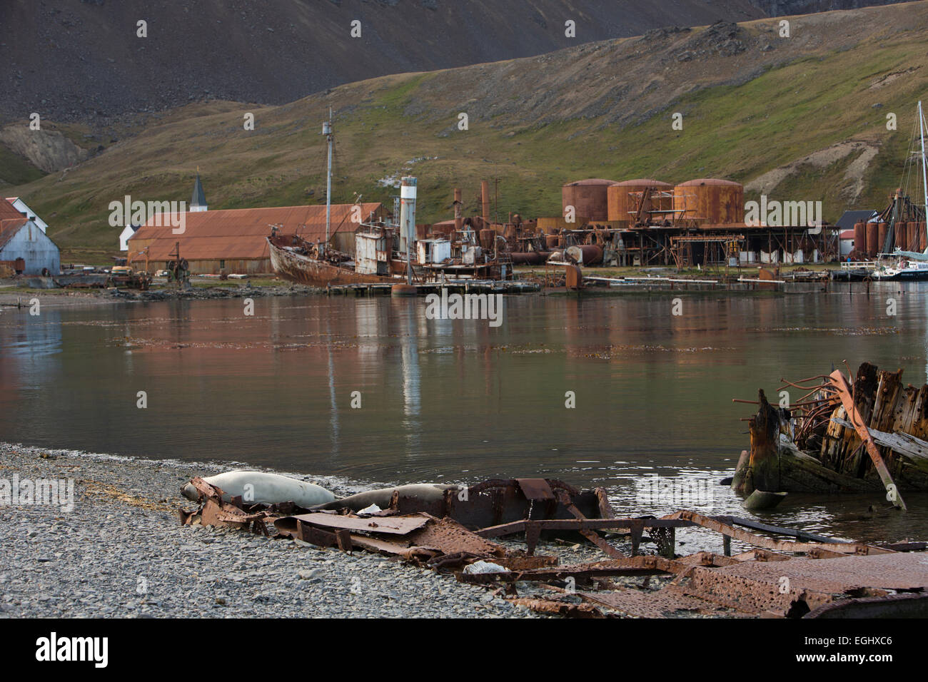 Georgia del Sud, Cumberland Bay, Grytviken, foche tra i resti del 'Louise' un di legno tre masted ship distrutto da un incendio Foto Stock