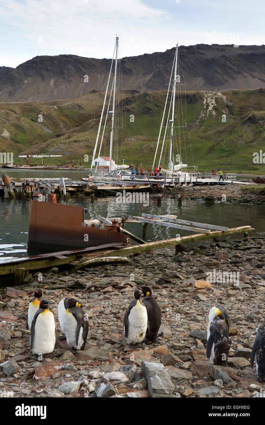 Georgia del Sud, Grytviken, re Pinguini alla visita di barca a vela ormeggio Foto Stock