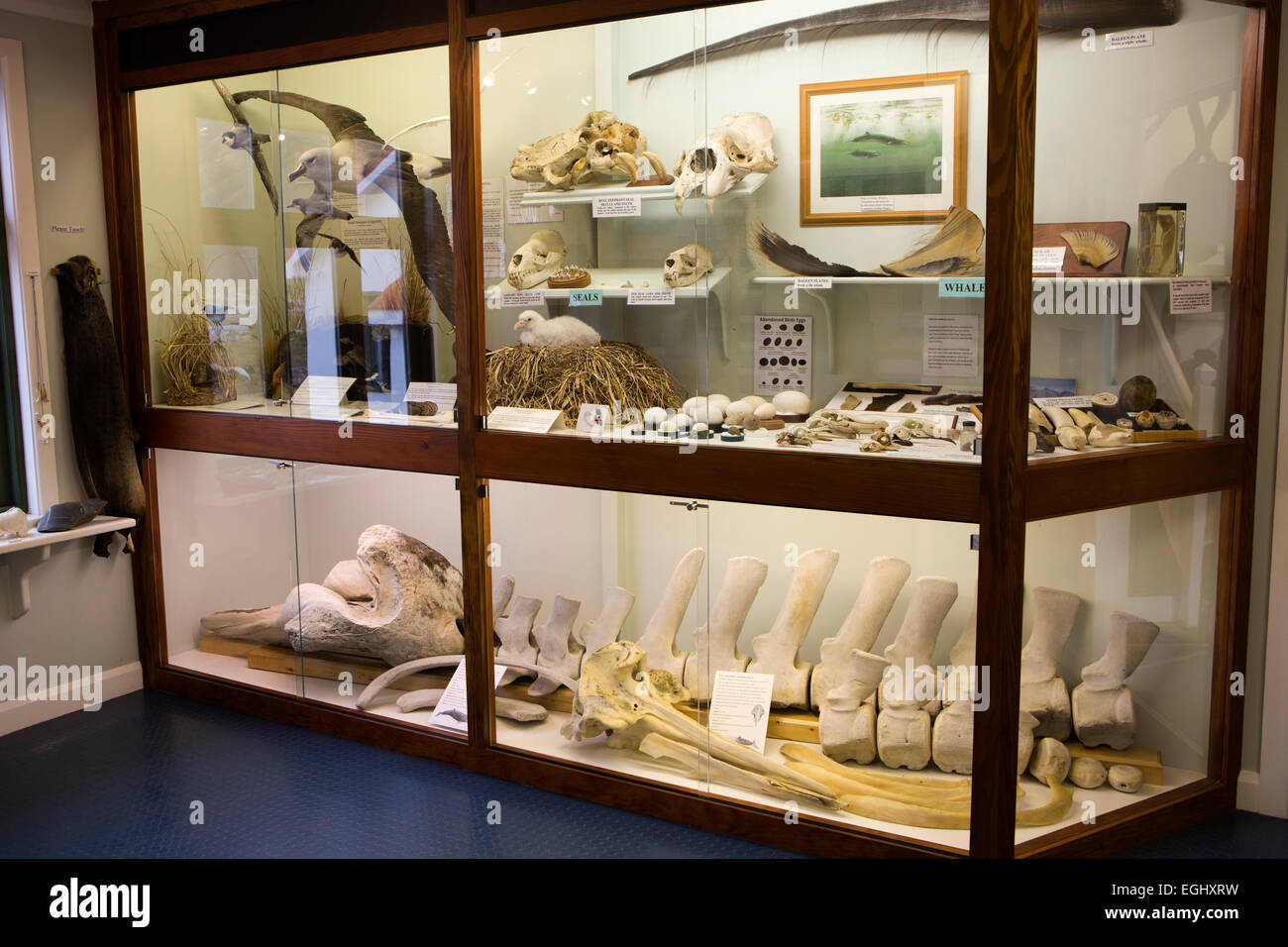 Georgia del Sud, Grytviken, museo, Principe camera, la fauna presenta nel caso in cui Foto Stock