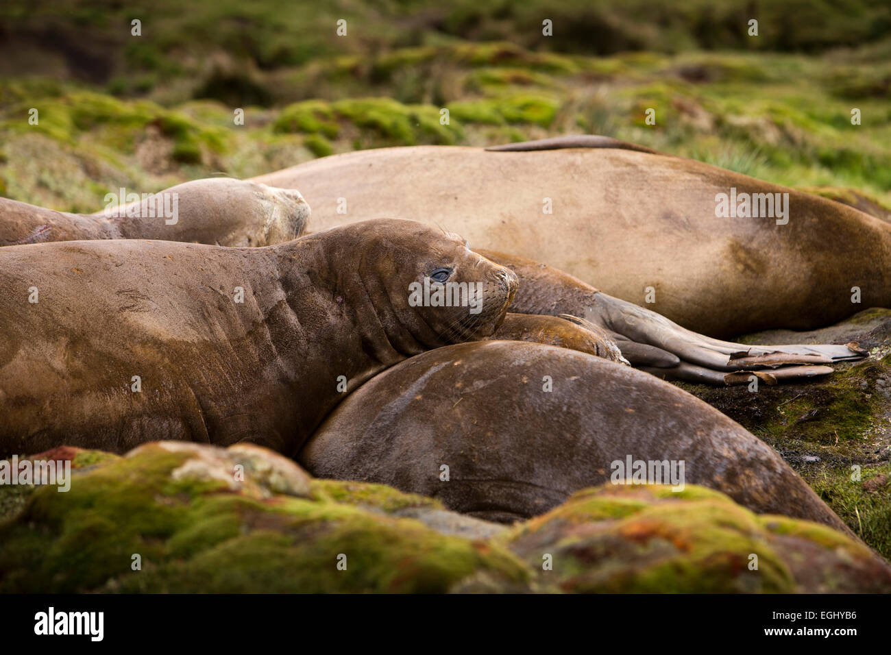 Georgia del Sud, Cumberland Bay, Jason Harbour, femmina di appoggio delle guarnizioni di elefante Foto Stock