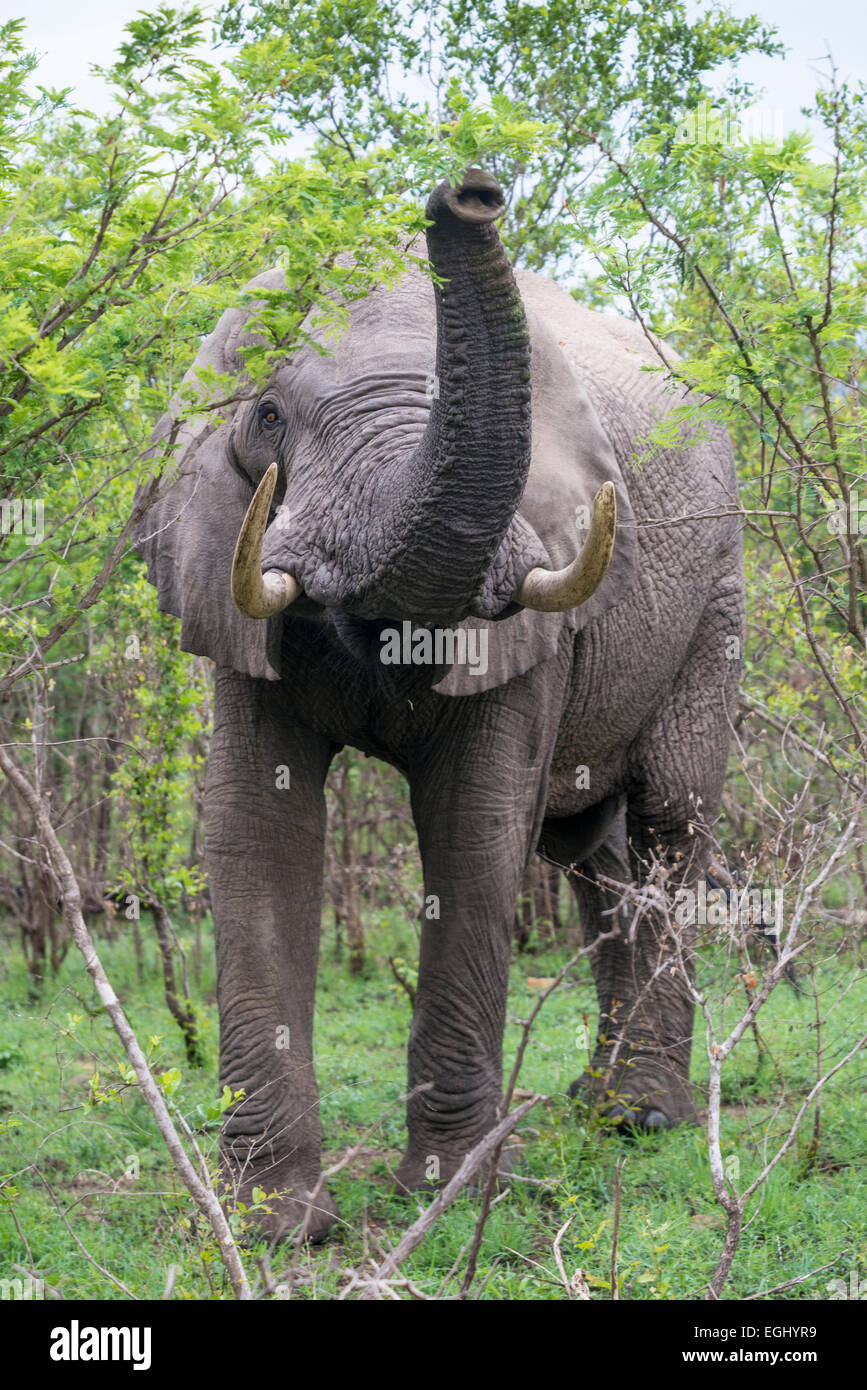 Elefante africano (Loxodonta africana) con il suo tronco sollevato nel comportamento di minaccia, Kruger National Park, Sud Africa Foto Stock