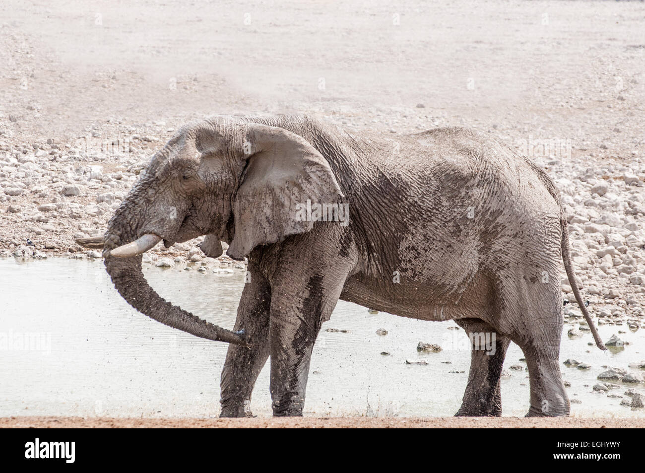 Un elefante bevande e gioca con acqua Foto Stock
