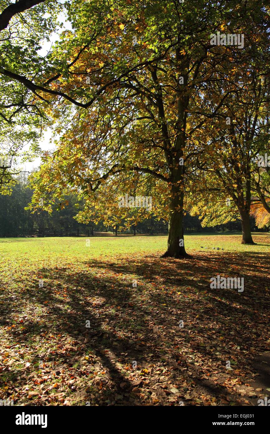 Abington Park, Weston Favell, Northampton Foto Stock