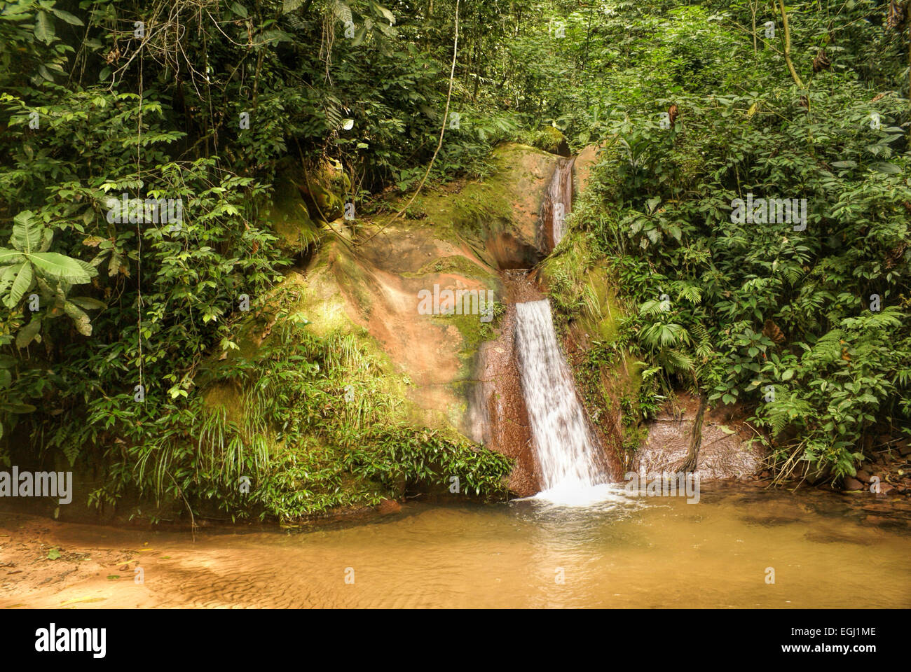 Piccole cascate di acqua nella giungla boliviana forest Foto Stock