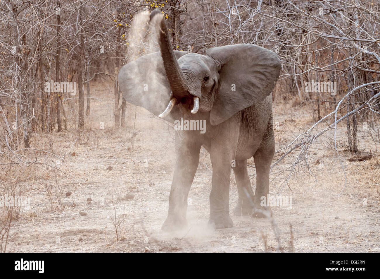 Un giovane elefante bull prende un bagno di polvere a secco ambiente bushveld. Foto Stock