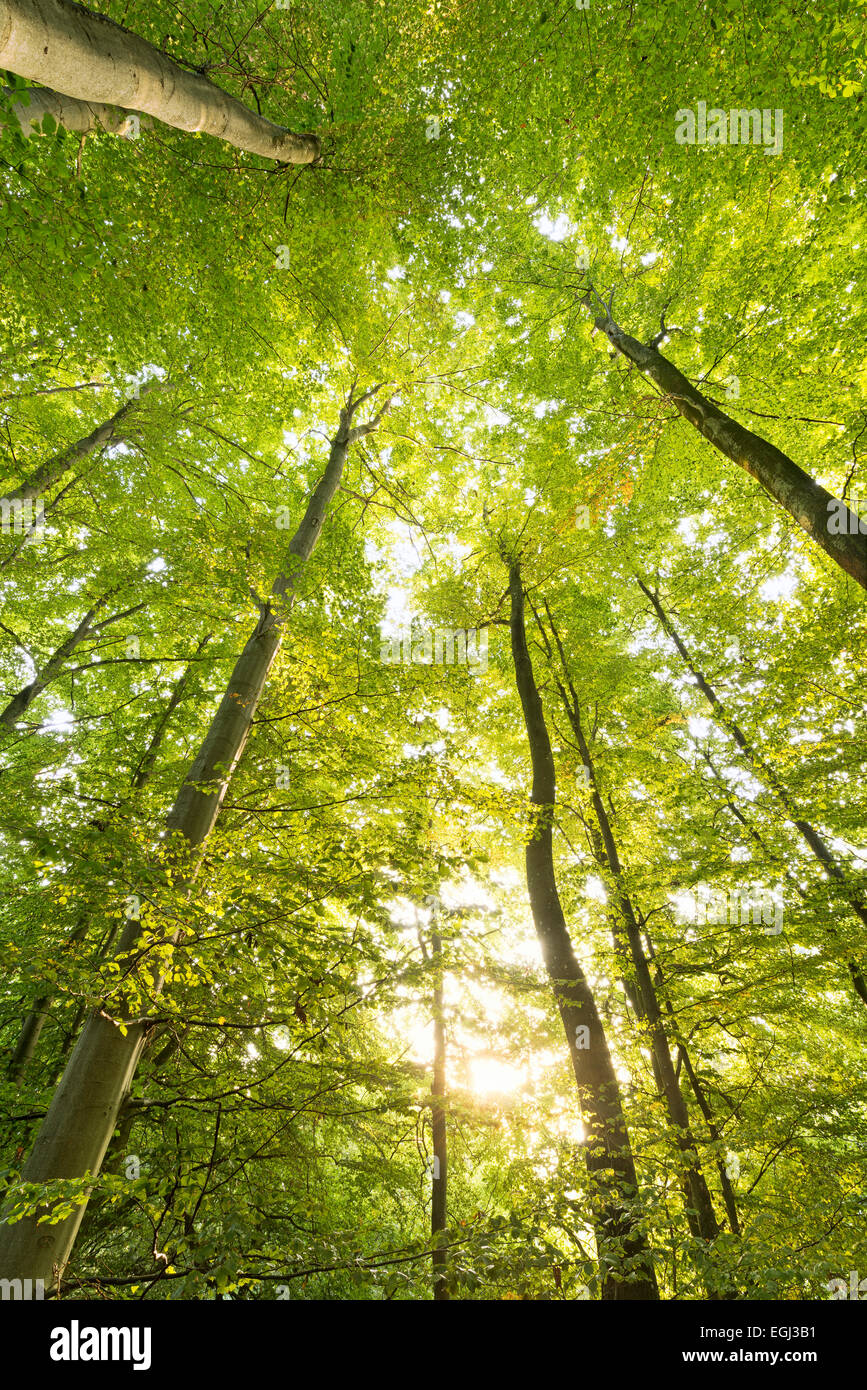 Il faggio, il legno, le foglie di colore verde, giallo, linee sulla parte superiore, treetop, mattina, atmosfera, la luce, il sole, Foto Stock