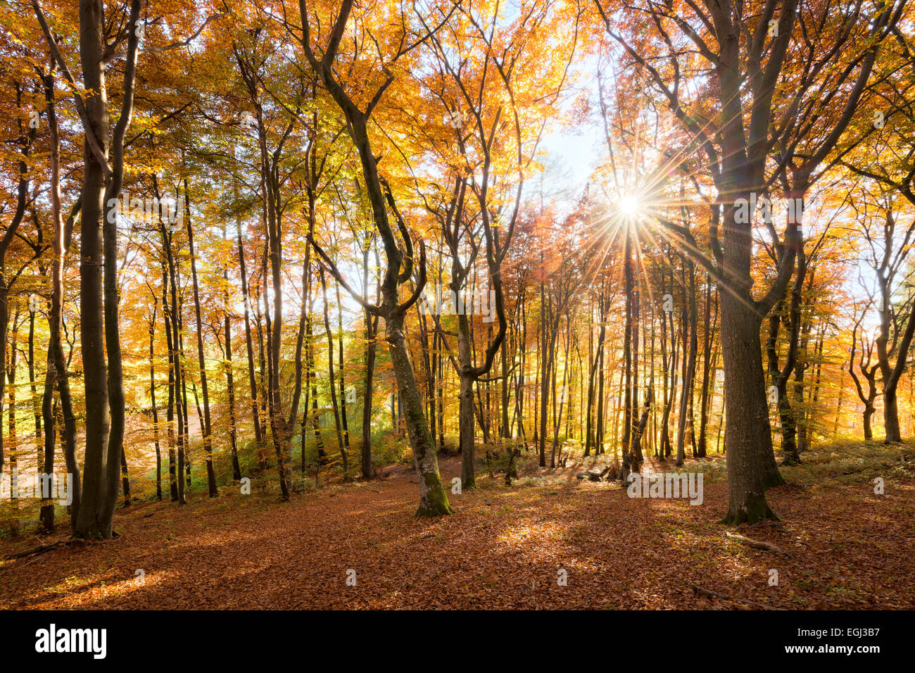 Il faggio, legno, autunno, luce posteriore, alberi, fogliame, Golden, Ottobre, sun, Foto Stock