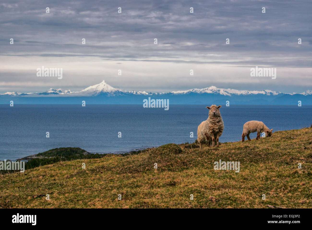 Vista panoramica di pecore al pascolo su di una collina con vista oceano e le montagne sullo sfondo Foto Stock