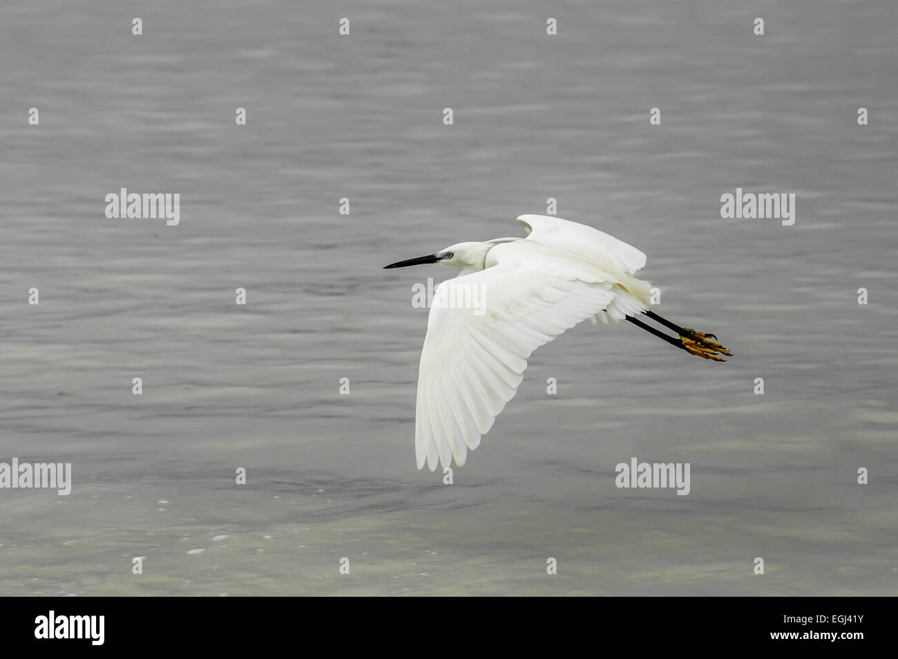 Una Garzetta in volo sopra il mare a Zanzibar con una corda penzolante dal collo. Foto Stock