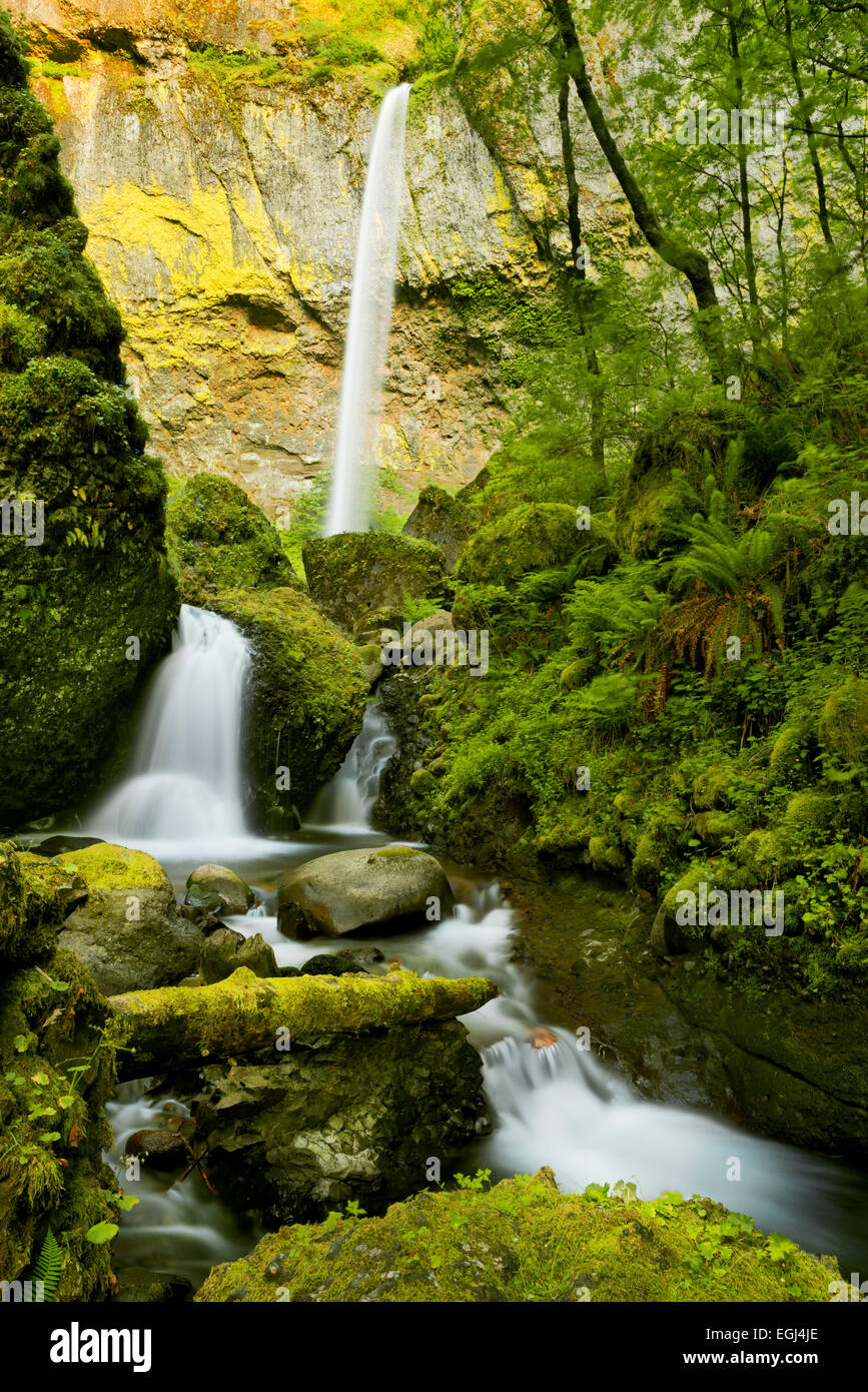 Stati Uniti, America, Columbia River Gorge, Elowah cade, cascata, verde giungla, legno, pioggia, felce, incantato e moss, Foto Stock