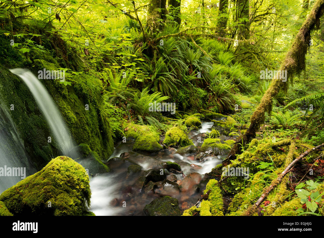 Stati Uniti, America, Eden, Creek, Hoh Rainforest, rain forest, il parco nazionale di Olympic, cascata, verde muschio, scenario, legno, Foto Stock