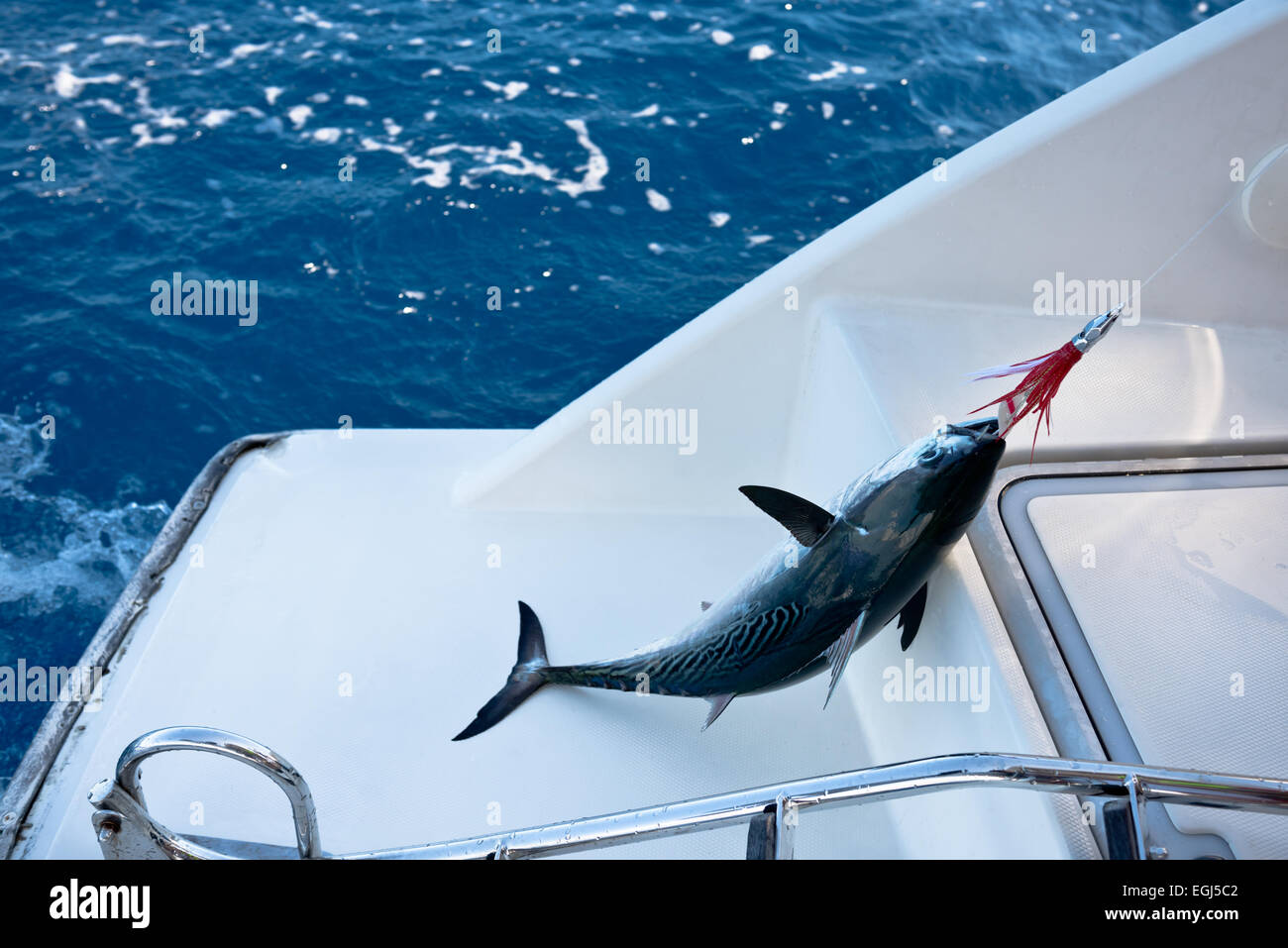 I pesci sul gancio. La pesca dalla barca a vela. Foto Stock