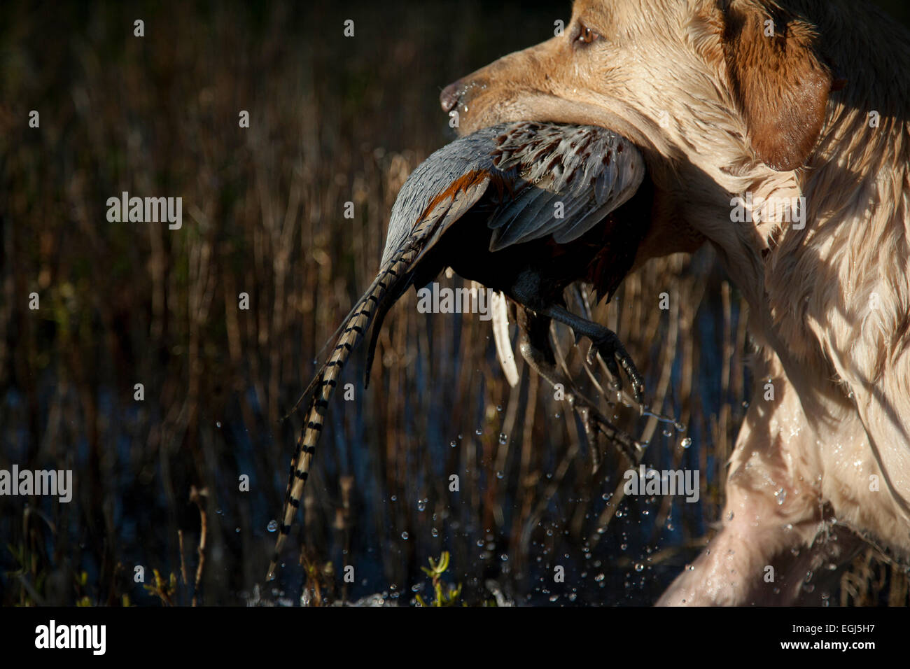 Un cane da lavoro recupero di un fagiano da un fiume che era stato ucciso Foto Stock