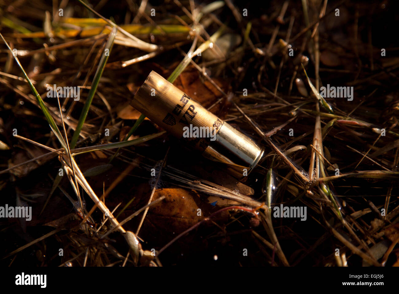 Cartuccia usata da un fucile sparato su un fagiano shoot Foto Stock