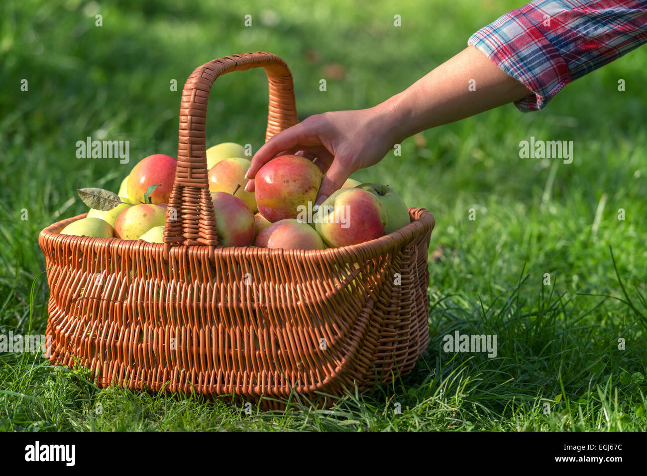 Cestino con mele su giardino Foto Stock