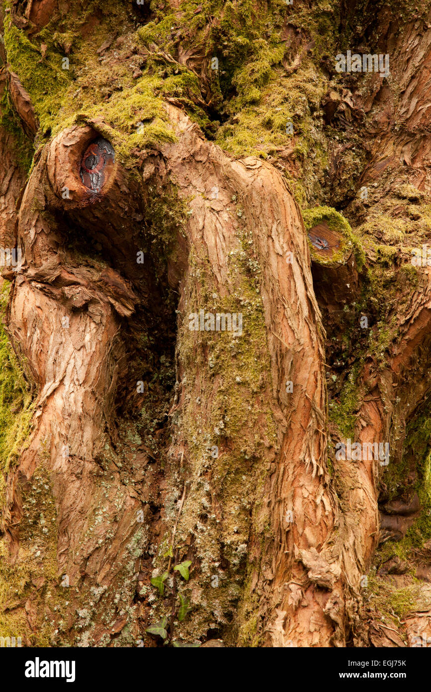 Strano crescita degli alberi Foto Stock