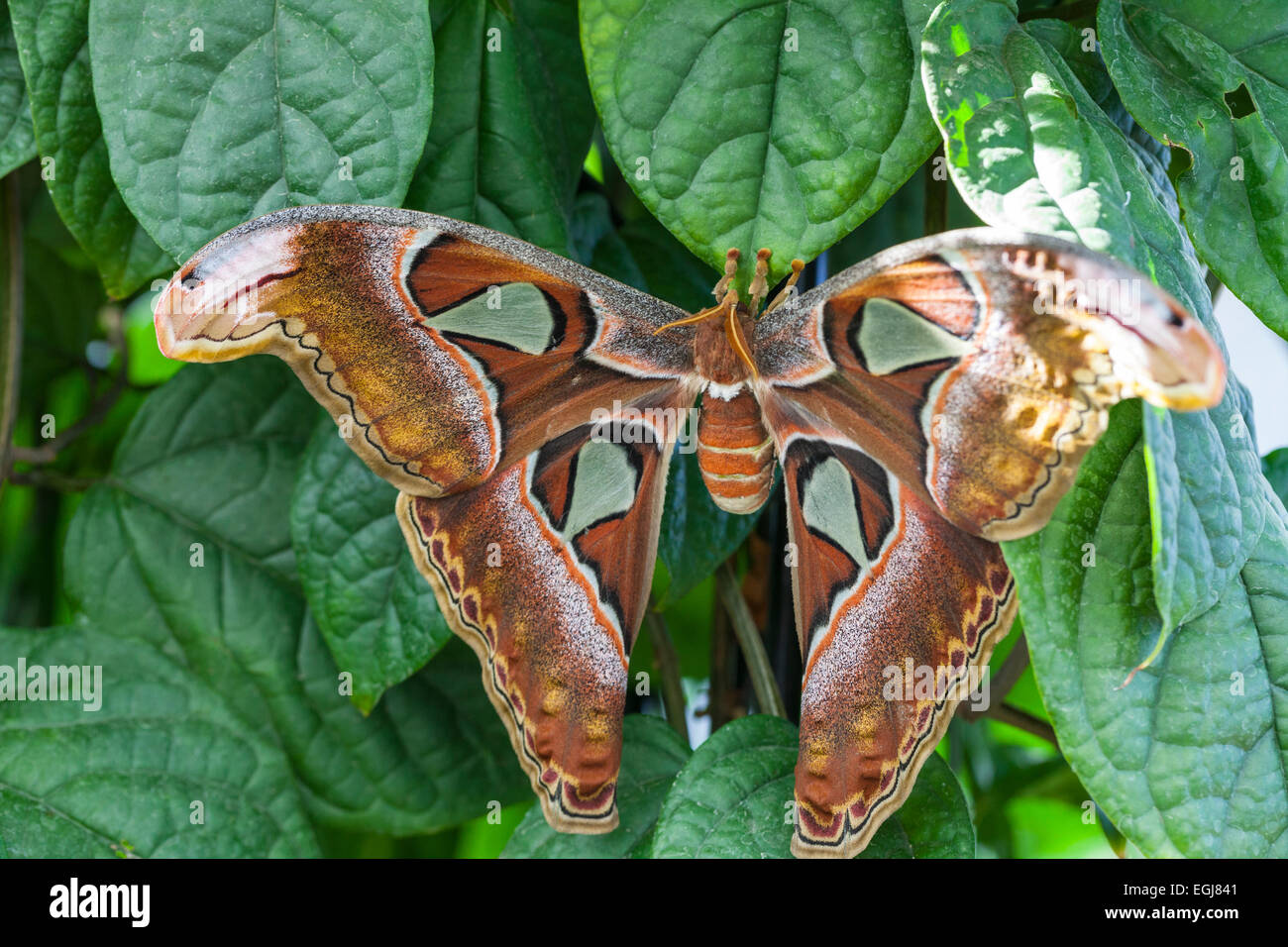 Attacus atlas Papillon Cobra falena farfalla falena grandi foglie Arancione Marrone Verde Rosso Giallo bianco natura bellissimo insetto Foto Stock