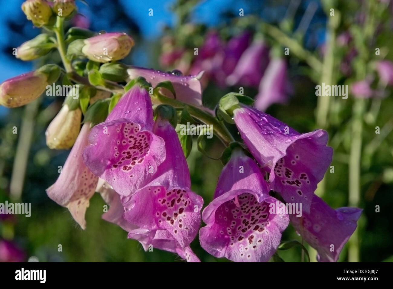 Foxglove, comune foxglove, viola foxglove o Digitalis purpurea macro di fiori. Foto Stock